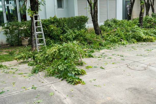 How Our Tree Care Process Works  in  The Crossings, FL